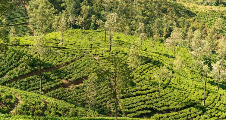 Plantaciones de té verde ondulantes con arbustos alineados perfectamente y árboles de sombra dispersos.