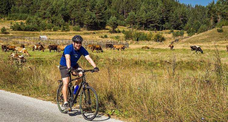 Cycliste sur une route rurale avec des vaches qui paissent dans un champ à proximité.