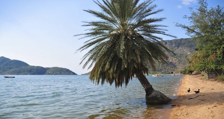 Palmboom leunend over een strand met het meer in Malawi