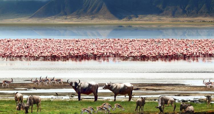 Meer met roze flamingo's en andere dieren in het Ngorongoro Conservation Area