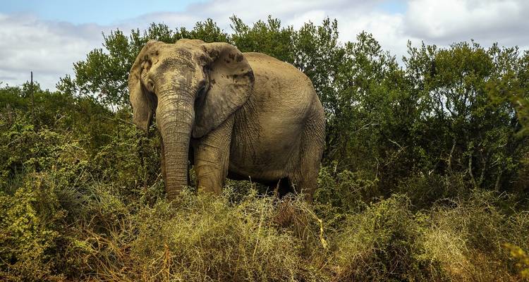 Éléphant partiellement caché parmi des buissons denses.