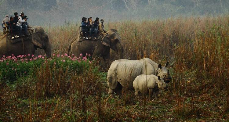 Elephant safari and rhinoceroses in tall grass.