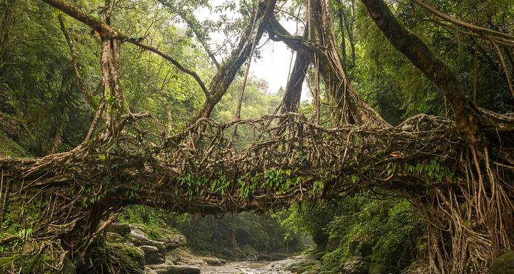 Living root bridge surrounded by forest over a river.