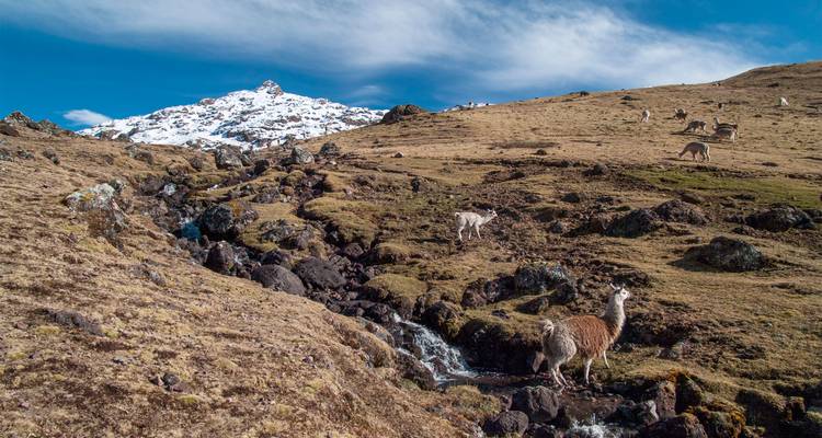 Las alpacas pastan en páramos de gran altitud con un pico nevado elevándose bajo un cielo azul.