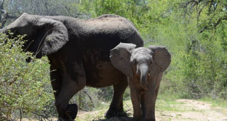 Kruger National Park (3 days) - Bamba Experience