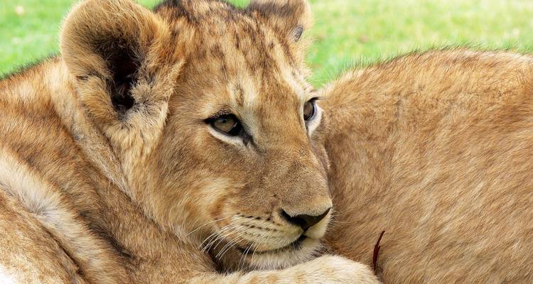 Close-up of a young lion lying down.