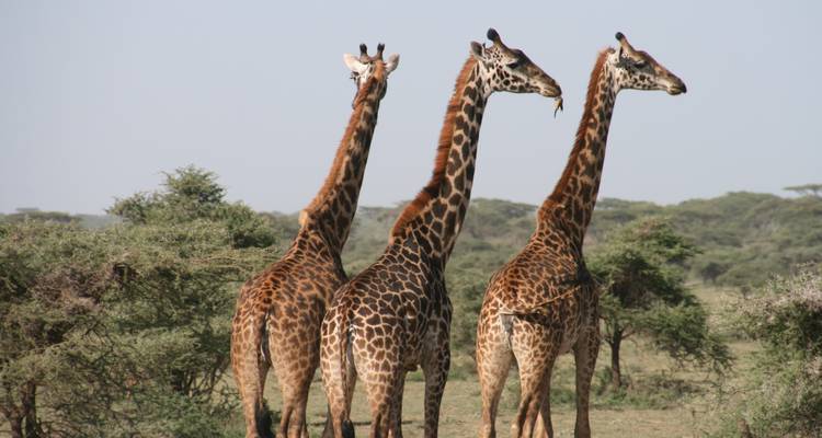 Three giraffes standing close together in a savanna.