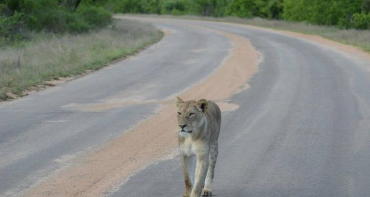 Kruger National Park 4D/3N - Bamba Experience