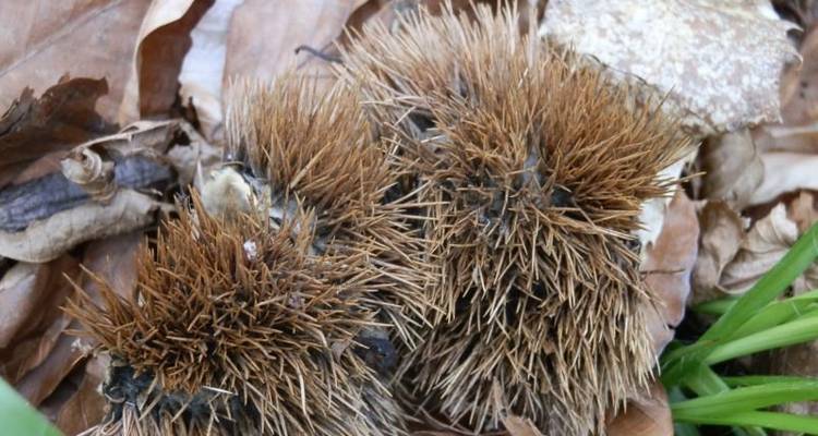 Chestnuts picking on Medvednica - Natural Croatia