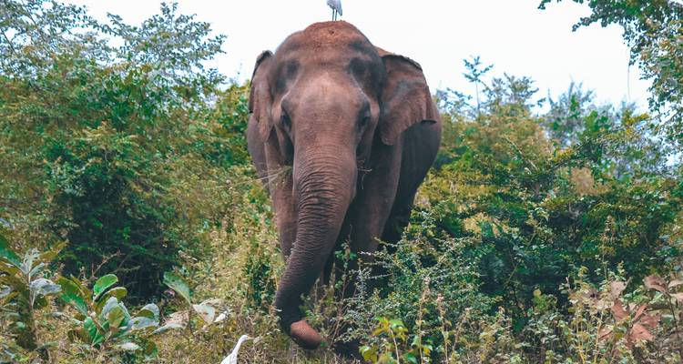 Elephant with white birds in a forested area.