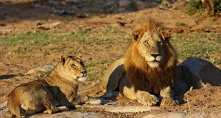 7 Day Kruger, Swazi & Beach 2018-19 (Johannesburg , Greater Kruger, Great Kruger, Kruger National Park) - Topdeck