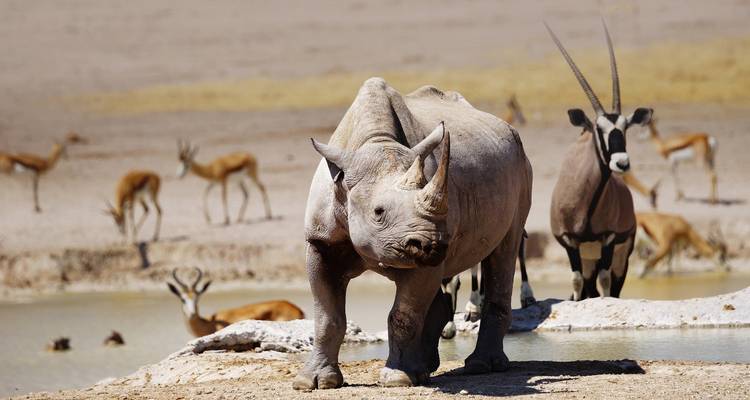 Rhinocéros et antilopes près d'un point d'eau dans le désert.