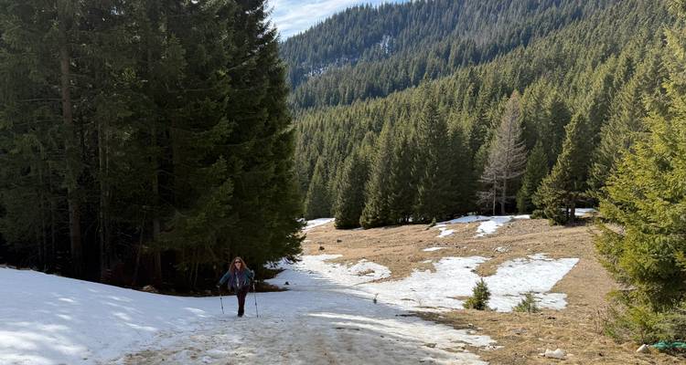 Un excursionista solitario sube por un sendero lodoso y nevado a través de un denso bosque de árboles perennes.