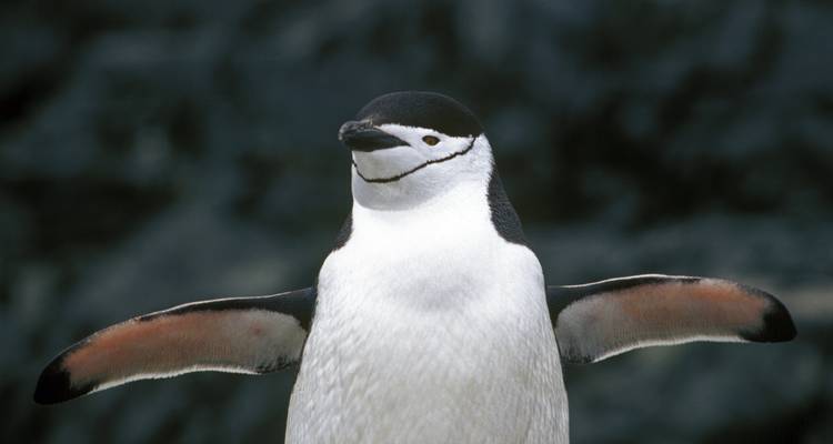Gros plan d'un pingouin déployant ses ailes