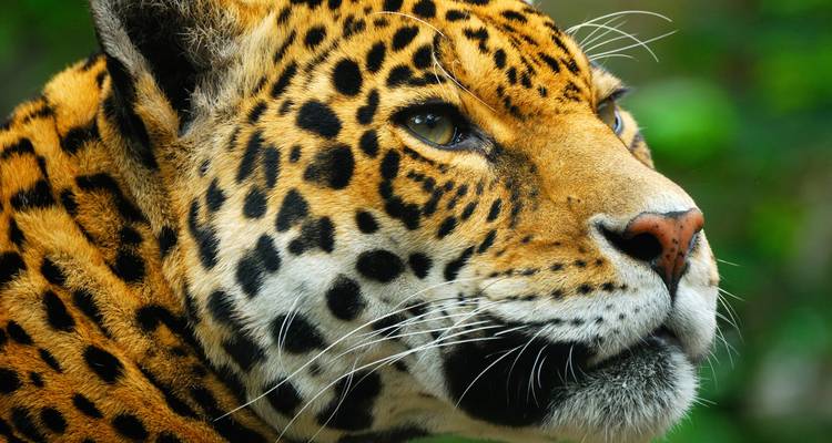 Primer plano de la cara de un jaguar con vibrantes detalles.