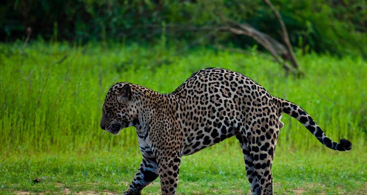 Un jaguar caminando por la hierba.