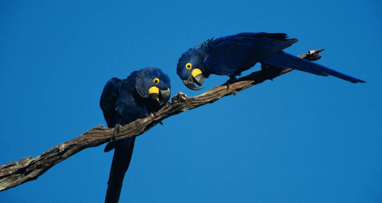 Dos guacamayos azules sentados en una rama contra un cielo azul claro.