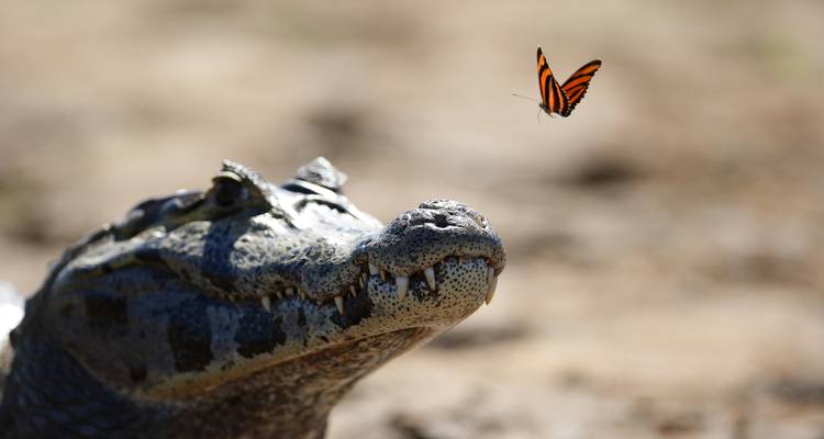 Un cocodrilo con una mariposa revoloteando cerca de su hocico.