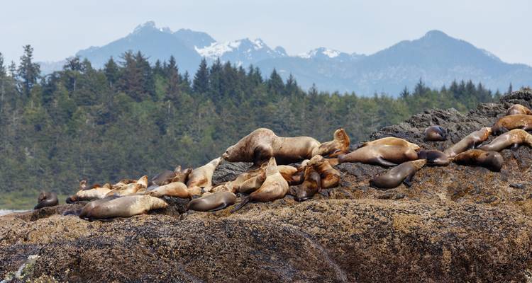 Sea lions resting on rocky shore with mountains in the background.