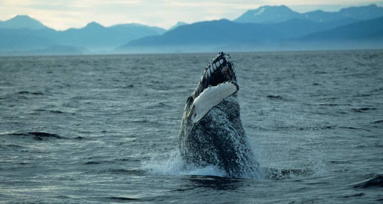 Whale breaching near a mountain range across the water.