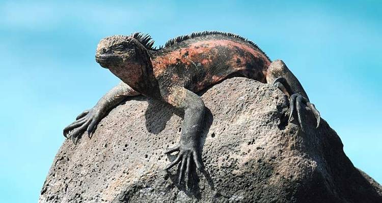 Galapagos Adventure - Nemo II (Itinerary A) - Exodus Travels