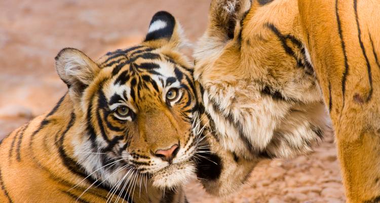 Twee tijgers knuffelen, één kijkt direct naar de camera.