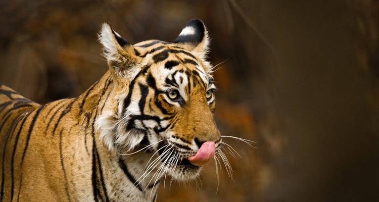 Un gros plan d'un tigre qui se lèche le nez.