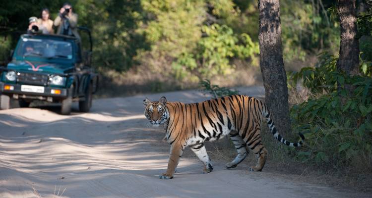 Tijger loopt op een zandweg met een safarivoertuig en mensen op de achtergrond.