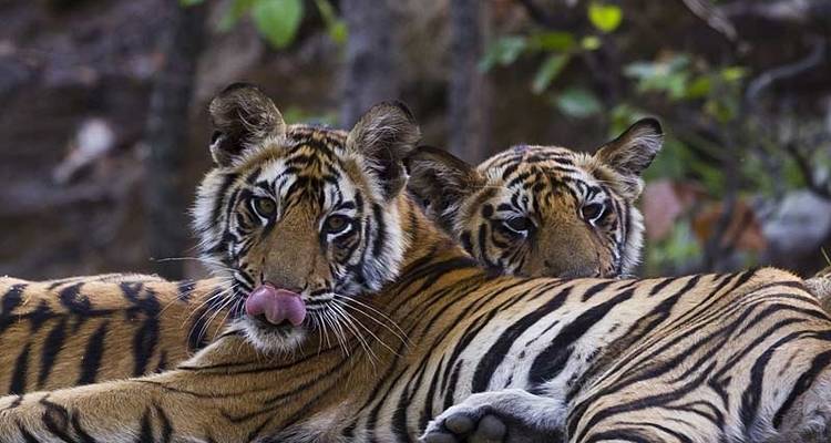 India Tiger Safari - Exodus Travels
