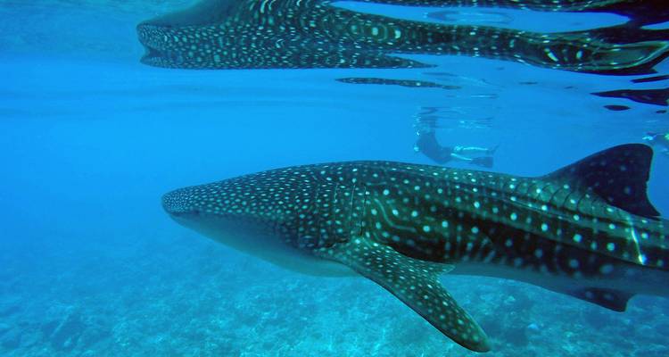Un tiburón ballena nadando bajo el agua muy cerca de un buceador.