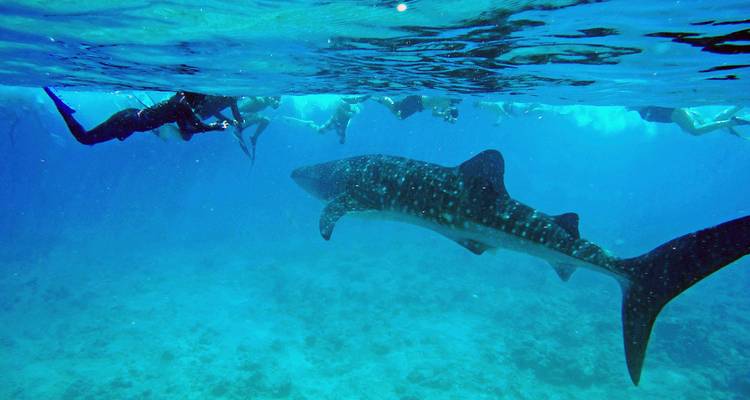 Tiburón ballena nadando cerca de un grupo de buceadores con esnórquel bajo el agua.