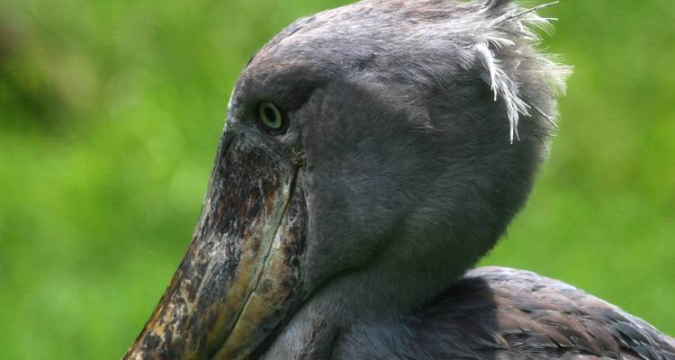 Primer plano de un pájaro con un gran pico.