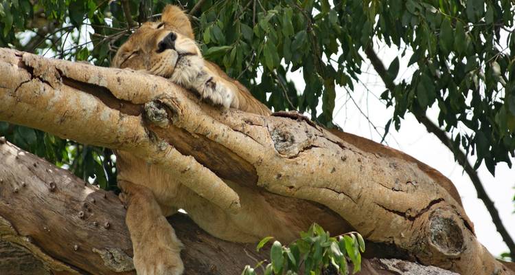 León descansando en la rama de un árbol.