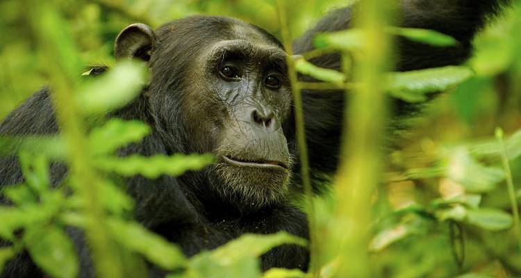 Chimpancé en un entorno forestal, con aspecto contemplativo.