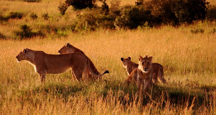 Manada de leones en la sabana.