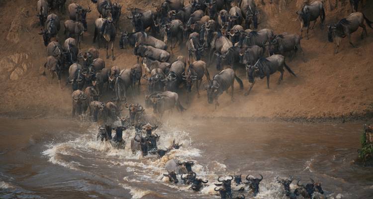 Ñus cruzando un río durante la migración.