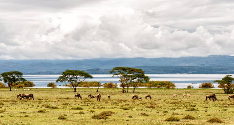 Manadas de animales pastando en una llanura cubierta de pasto junto a un lago reluciente bajo nubes espectaculares.