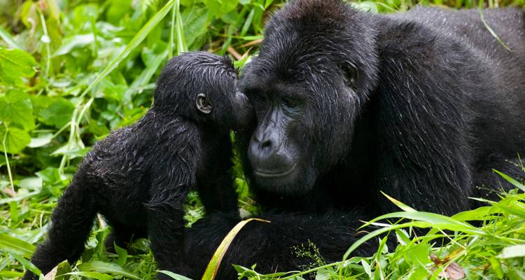 Momento tierno cuando la cría de gorila se acurruca contra su madre entre la vegetación del piso del bosque verde.