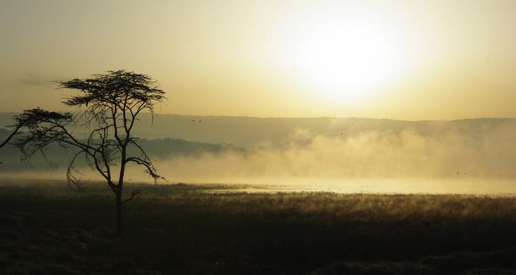 Amanecer sobre un paisaje brumoso con la silueta de un árbol.