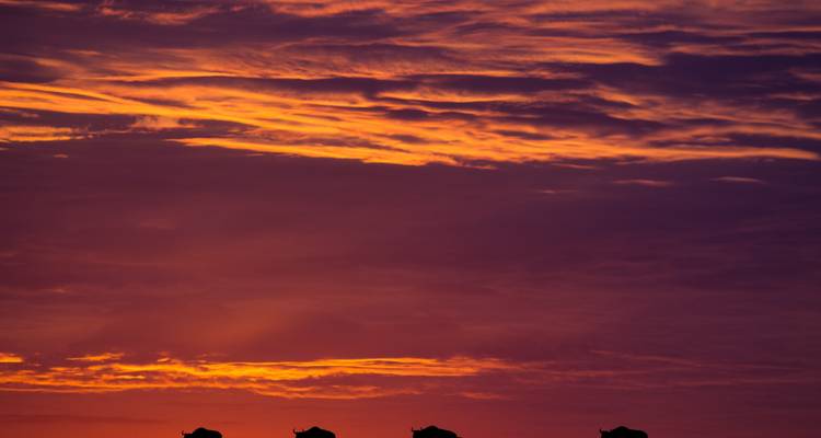Siluetas de animales contra un cielo colorido al atardecer.