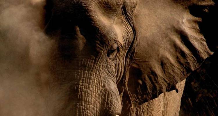 South Luangwa Walking Safari - Exodus Travels