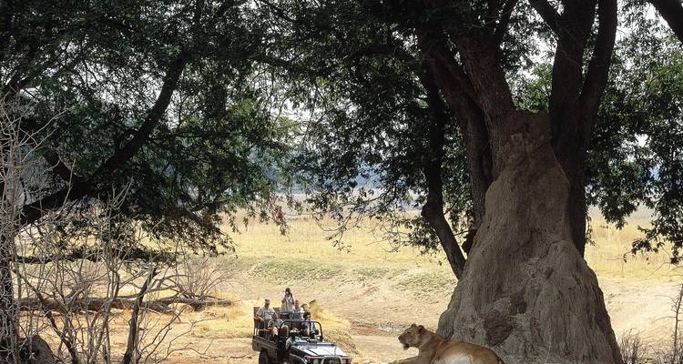 Véhicule safari près d'un groupe de lions se reposant sous un grand arbre.