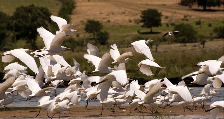 Une grande volée d'oiseaux blancs s'envolant au-dessus d'une zone herbeuse.