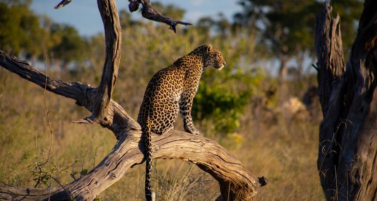 Ein Leopard auf einem umgestürzten Baumstamm, wachsam die Savanne beobachtend.