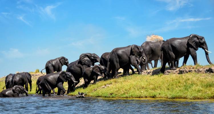 Troupeau d'éléphants traversant une rivière sous un ciel bleu dégagé.