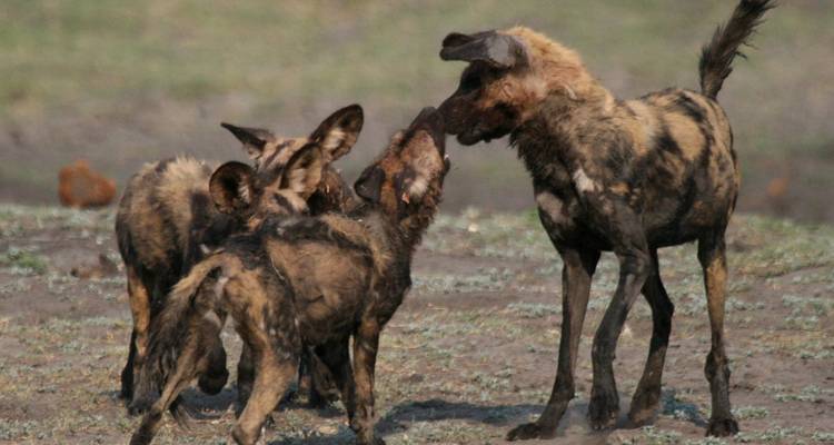Un groupe de chiens sauvages africains interagissant dans la nature.