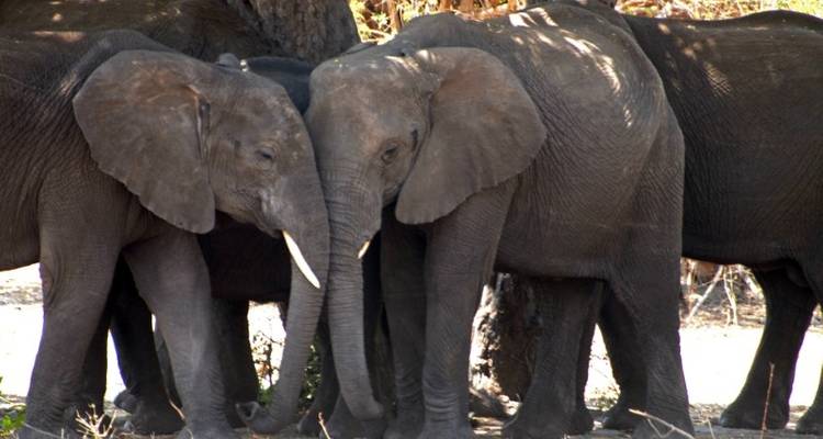 Best of Botswana Safari 9D/8N - Bamba Experience