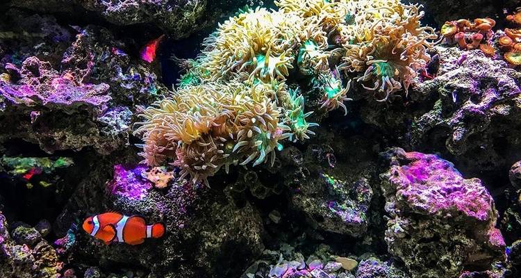 Scène de récif corallien vibrant avec des anémones colorées et des poissons-clowns sous un éclairage aquarium éclatant.