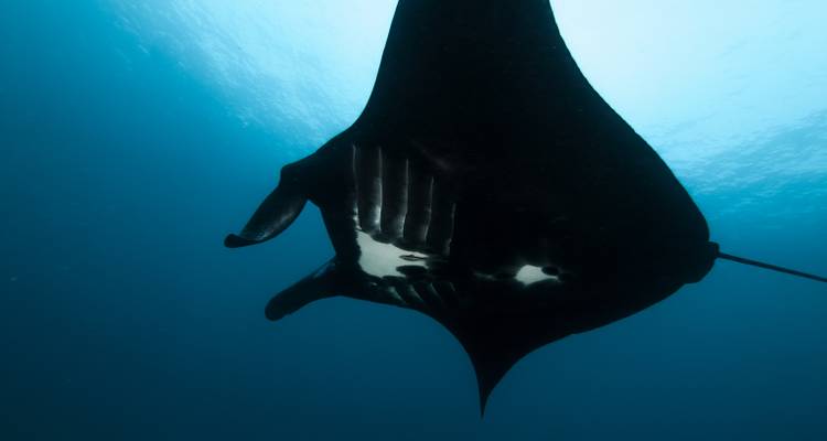 Raja South - 9 days / 8 nights - La Galigo Liveaboard