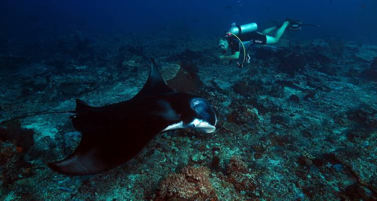 Raja North - 8 days / 7 nights - La Galigo Liveaboard